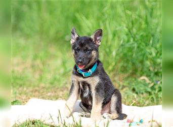 Odin sucht eine liebevolle Familie