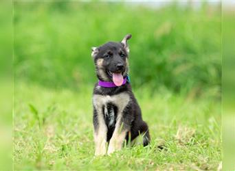 Odin sucht eine liebevolle Familie