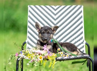 Odin sucht eine liebevolle Familie