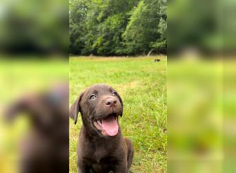 Labrador Retriever Reinrassig mit Papiere