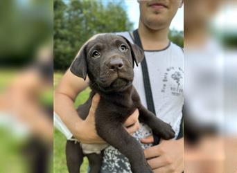 Labrador Retriever Reinrassig mit Papiere