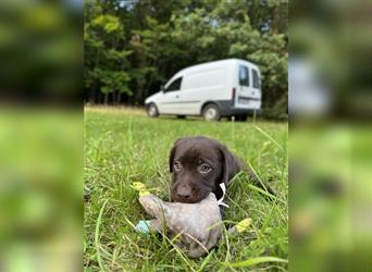 Labrador Retriever Reinrassig mit Papiere