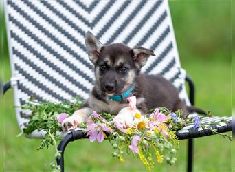 Fibi sucht eine liebevolle Familie