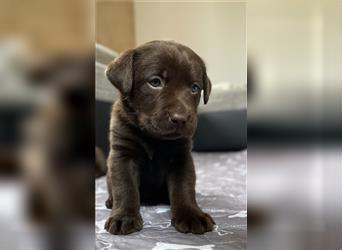 Labrador Retriever Hündin