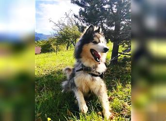 Husky-Mix Arci sucht seine liebe Familie