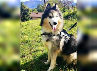 Husky-Mix Arci sucht seine liebe Familie