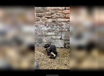 Labrador Retriever Hündin