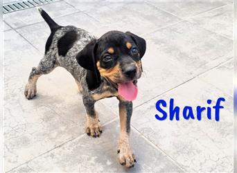 Sharif 05/2024 (ESP Pflegestelle) - traumhafter, sportlicher und verschmuster Bracken-Mix Welpe!