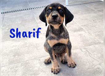 Sharif 05/2024 (ESP Pflegestelle) - traumhafter, sportlicher und verschmuster Bracken-Mix Welpe!