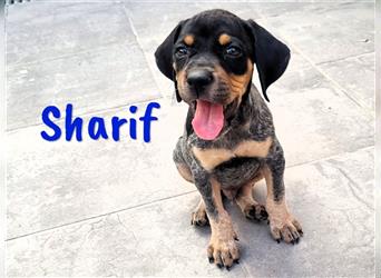 Sharif 05/2024 (ESP Pflegestelle) - traumhafter, sportlicher und verschmuster Bracken-Mix Welpe!