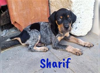 Sharif 05/2024 (ESP Pflegestelle) - traumhafter, sportlicher und verschmuster Bracken-Mix Welpe!