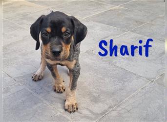 Sharif 05/2024 (ESP Pflegestelle) - traumhafter, sportlicher und verschmuster Bracken-Mix Welpe!