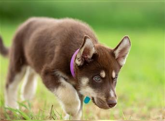 Balto sucht eine liebevolle Familie