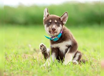 Balto sucht eine liebevolle Familie