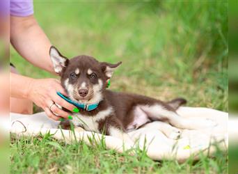 Balto sucht eine liebevolle Familie