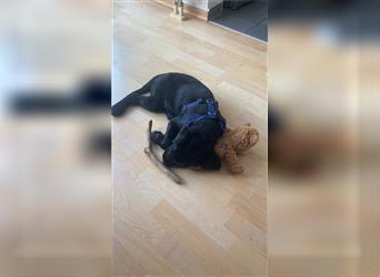 Labrador Retriever Welpe Arbeitslinie Schwarz Abgabebereit