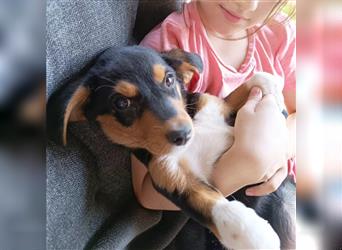 RESERVIERT! Welpendame RUBY sucht ihr Zuhause!