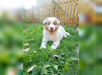 Australian shepherd Welpe mit Papieren