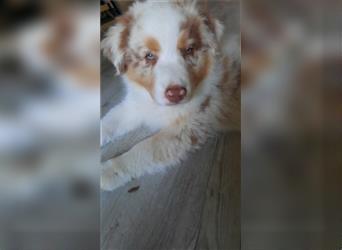 Australian shepherd Welpe mit Papieren