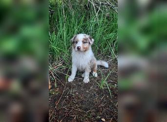 Australian shepherd Welpe mit Papieren