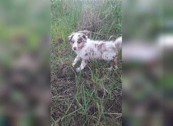 Australian shepherd Welpe mit Papieren