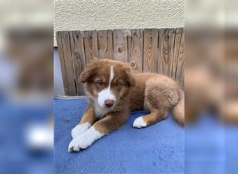 Australian shepherd Welpe mit Papieren