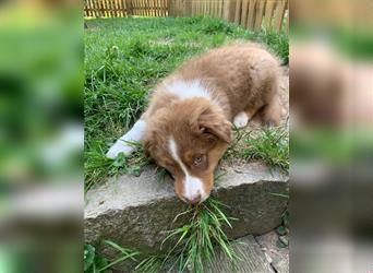 Australian shepherd Welpe mit Papieren