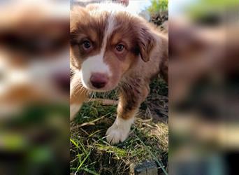 Australian shepherd Welpe mit Papieren