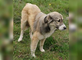Fino, geb. ca. 07/2023, lebt in GRIECHENLAND, auf einem Gelände, auf dem die Hunde notdürftig versor