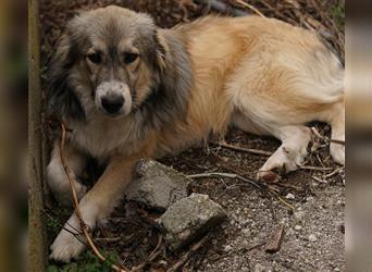 Fino, geb. ca. 07/2023, lebt in GRIECHENLAND, auf einem Gelände, auf dem die Hunde notdürftig versor