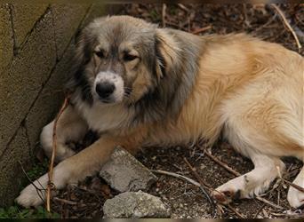 Fino, geb. ca. 07/2023, lebt in GRIECHENLAND, auf einem Gelände, auf dem die Hunde notdürftig versor