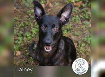 Lainey: Hundekind sucht ein Zuhause