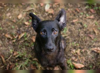 Lainey: Hundekind sucht ein Zuhause