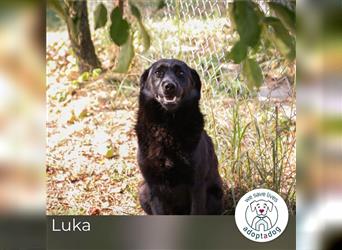 Luka: Sucht ein Zuhause