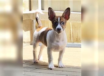 Timon, Corgi-Mix- Welpe, geb. 4/ 2024, aktive, aufgeschlossen, will noch viel lernen