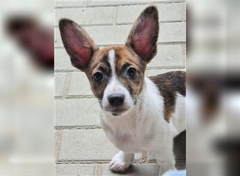 Timon, Corgi-Mix- Welpe, geb. 4/ 2024, aktive, aufgeschlossen, will noch viel lernen