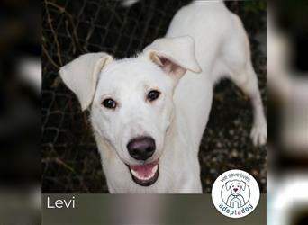 Levi: Sucht ein Zuhause