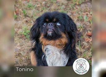 Tonino: Sucht ein Zuhause