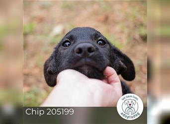 Chip 205199: Hundekind sucht ein Zuhause