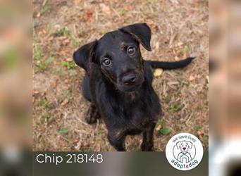 Chip 218148: Hundekind sucht ein Zuhause