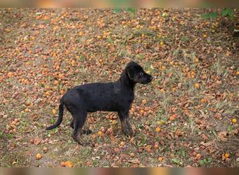 Chip 218148: Hundekind sucht ein Zuhause