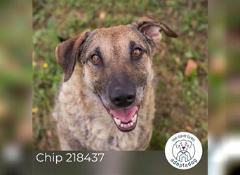 Chip 218437: Sucht ein Zuhause