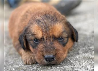 Sury ❤️ liebes,verspieltes Welpenmädchen