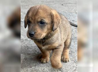 Sury ❤️ liebes,verspieltes Welpenmädchen