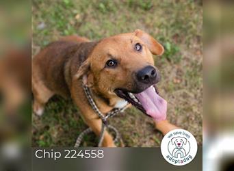 Chip 224558: Sucht ein Zuhause