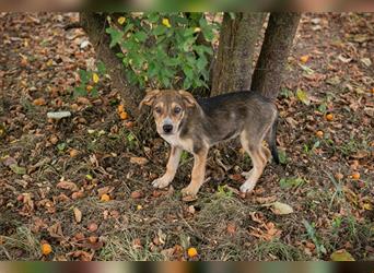 Chip 205519: Hundekind sucht ein Zuhause