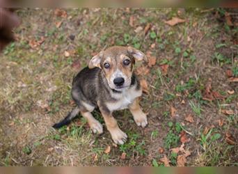 Chip 205519: Hundekind sucht ein Zuhause