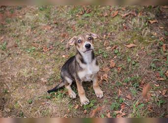 Chip 205519: Hundekind sucht ein Zuhause