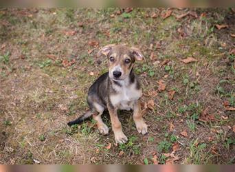 Chip 205519: Hundekind sucht ein Zuhause