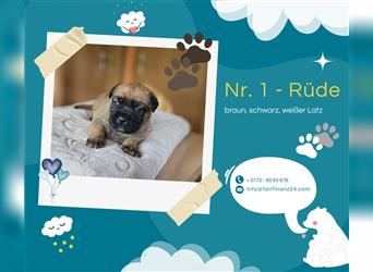 Wunderschöne, knuffige "Labradoxer" Welpen am 03.07. geboren